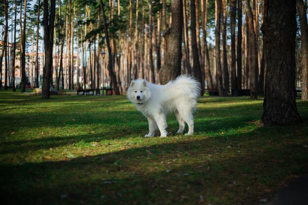 Um cachorro branco está na floresta perto de algumas árvores