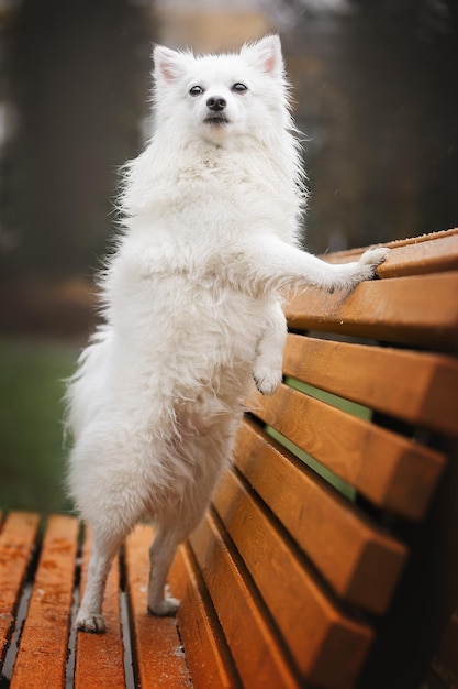 Foto um cachorro branco parado em um banco com as patas nas costas