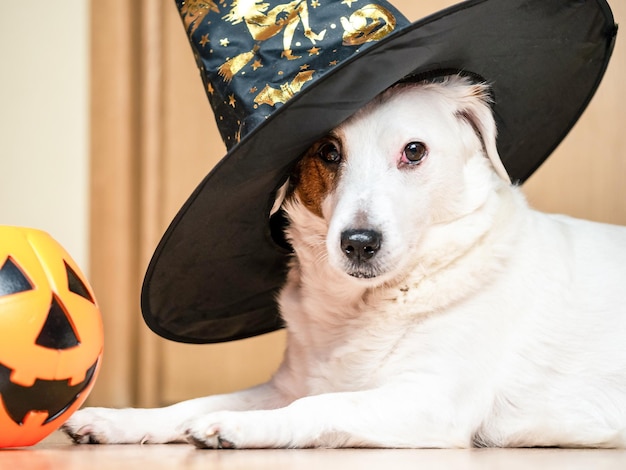 Um cachorro branco usando um chapéu de bruxa e um balde um feriado de Halloween de abóbora