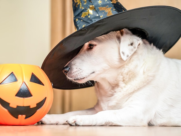Um cachorro branco usando um chapéu de bruxa e um balde um feriado de Halloween de abóbora