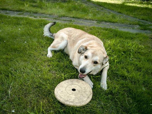 Um cachorro brinca com um frisbee voador no gramado