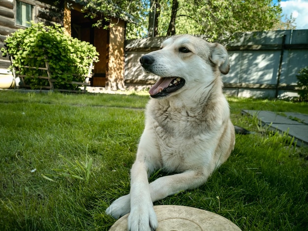 Um cachorro brinca com um frisbee voador no gramado