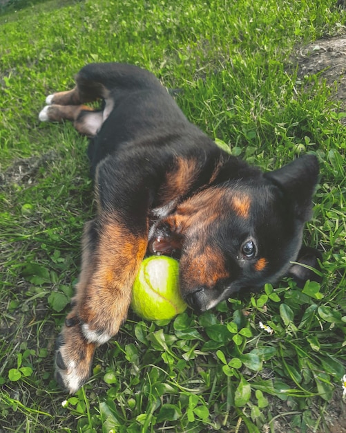 Foto um cachorro brincando com uma bola de tênis