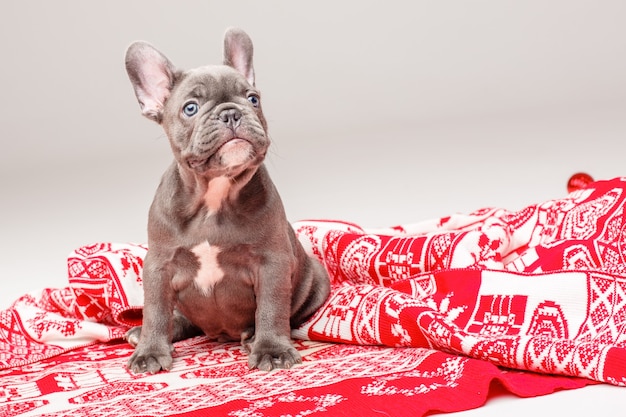 um cachorro bulldog francês é enrolado em um cobertor de Natal em um branco