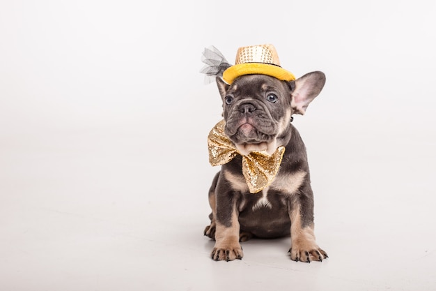 Um cachorro bulldog francês em uma borboleta de carnaval de cavalheiros isolado no branco