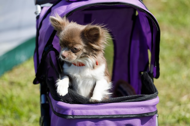 Um cachorro Chihuahua está sentado em um carrinho. Passeando com um animal de estimação na cidade. Foto de alta qualidade