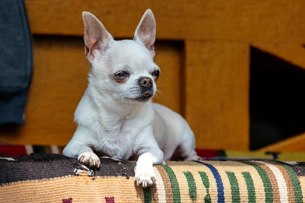 Um cachorro chihuahua fofo encontra-se no tapete e desvia o olhar.