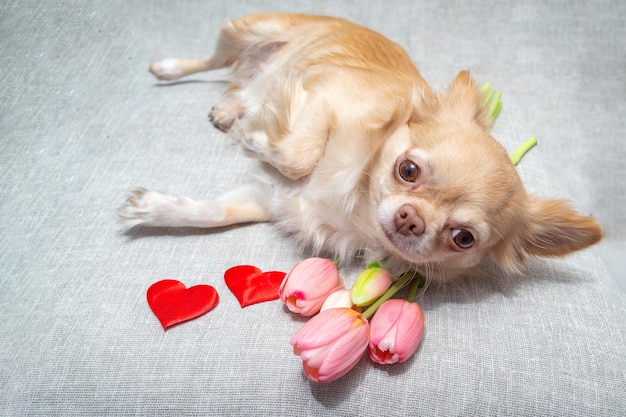Um cachorro chihuahua vermelho encontra-se com um buquê de corações escarlate de tulipas cor de rosa