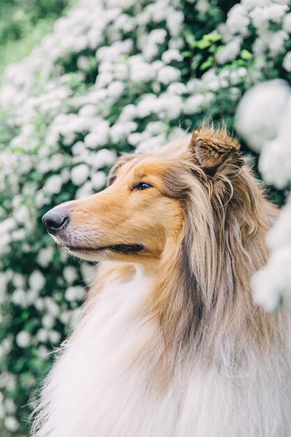 Foto um cachorro collie em um jardim