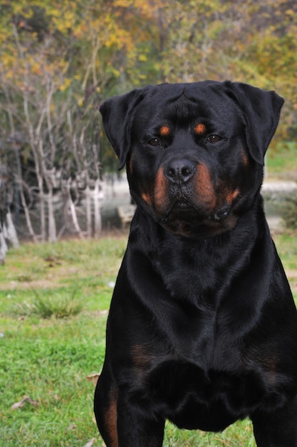 Foto um cachorro com cara preta e cara bronzeada com uma mancha preta no focinho.