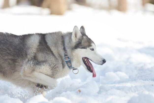 Um cachorro com coleira na floresta de inverno