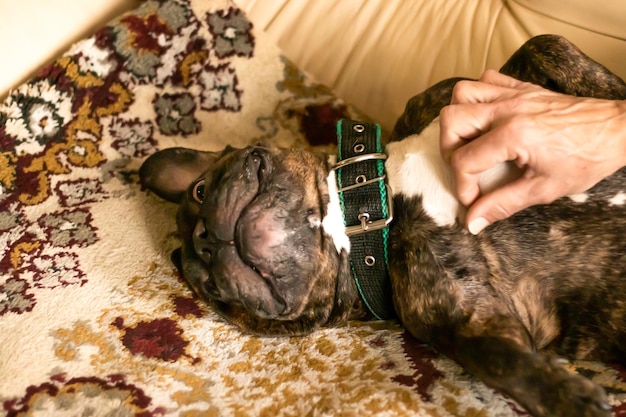 Um cachorro com coleira preta dormindo no sofá