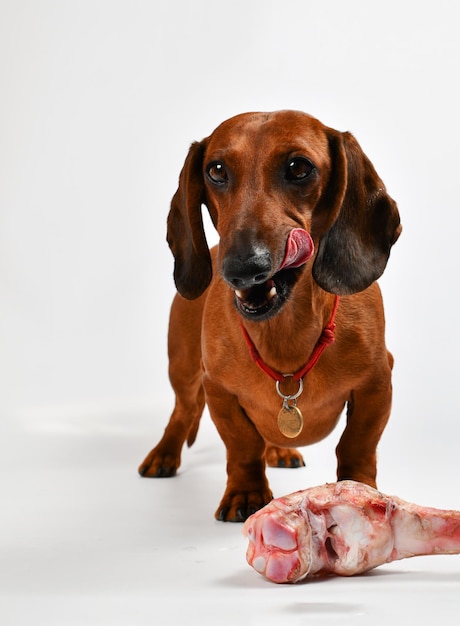 Um cachorro com coleira vermelha e coleira vermelha está comendo um osso.