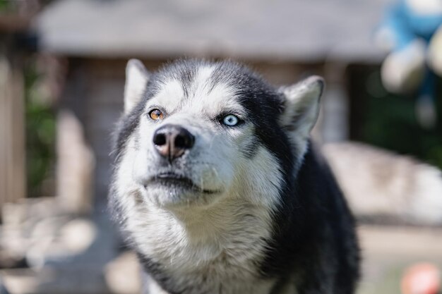 Um cachorro com olhos azuis e nariz marrom