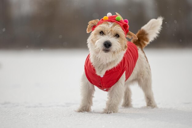 Um cachorro com um boné festivo vermelho e jaqueta fica na neve Jack Russell Terrier no inverno em queda de neve em um fundo de árvores Conceito de Natal