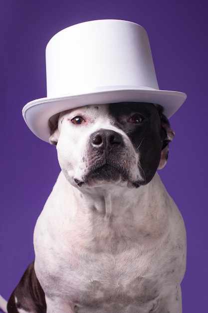 Um cachorro com um chapéu cilíndrico branco cão engraçado e elegante