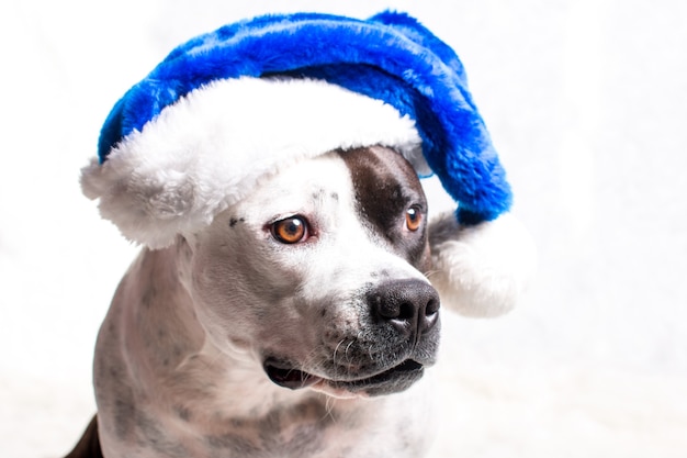 Um cachorro com um chapéu de Papai Noel. Cartão de ano novo