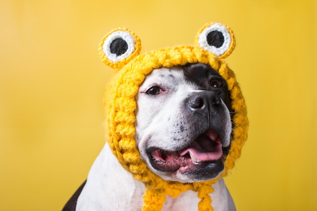 Um cachorro com um chapéu de sapo engraçado Animal engraçado da moda