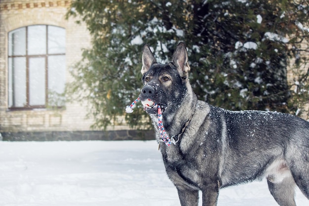 Um cachorro com uma bola de neve na boca