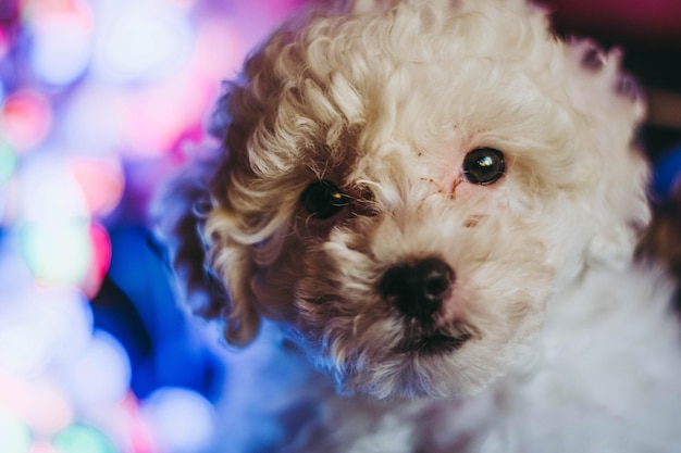 Foto um cachorro com uma cara que diz 'eu sou um cachorro'