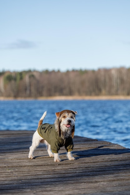 Um cachorro com uma jaqueta verde e chapéu fica em uma ponte de madeira sobre a água Contra o pano de fundo do mar azul e da floresta Conceito militar