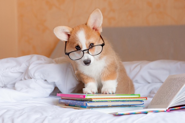 Um cachorro corgi com óculos lê livros cachorro corgi galês no quarto na cama em um lençol branco