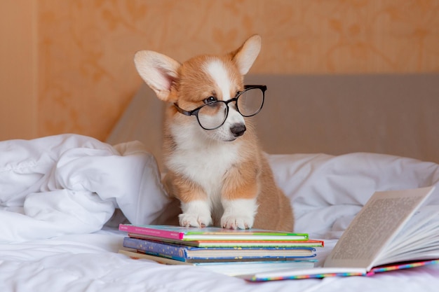 Um cachorro corgi com óculos lê livros no quarto