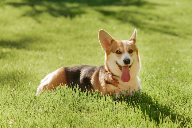 Um cachorro Corgi em um fundo de grama verde em um dia ensolarado no parque