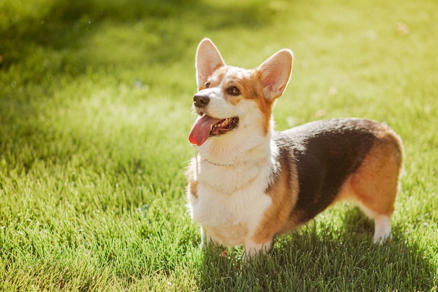 Um cachorro Corgi em um fundo de grama verde em um dia ensolarado no parque