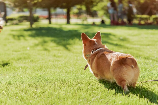 Um cachorro Corgi em um fundo de grama verde em um dia ensolarado no parque