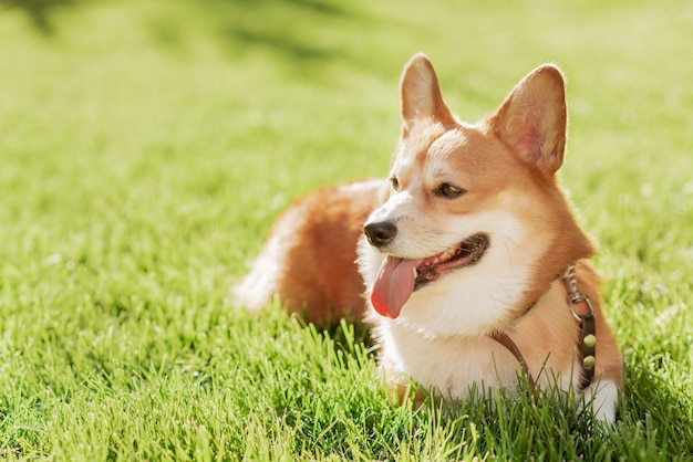 Um cachorro Corgi em um fundo de grama verde em um dia ensolarado no parque