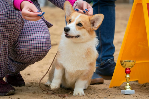 Um cachorro Corgi Welsh em uma exposição de cães