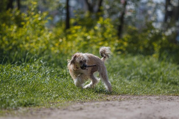 Foto um cachorro corre pela grama com um pedaço de pau na boca.