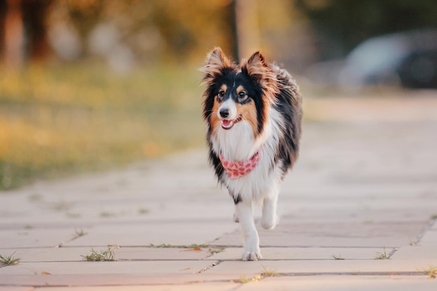 Um cachorro correndo na calçada com uma coleira vermelha que diz 'border collie'