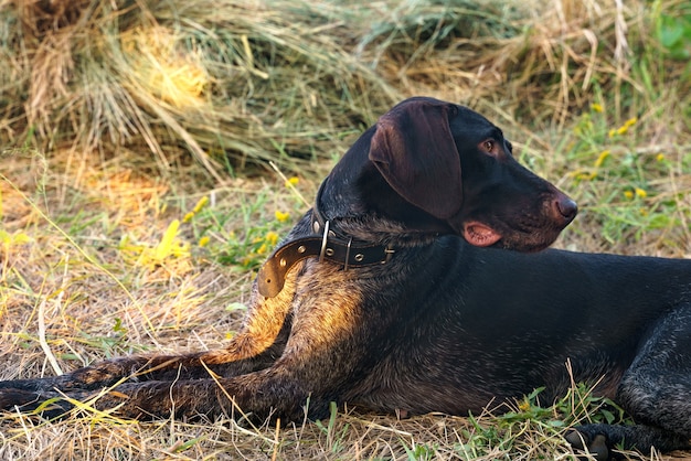 Um cachorro da raça Drathhaar deita e descansa na grama cortada, ao fundo um fardo de feno