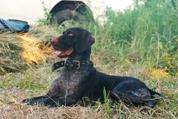 Um cachorro da raça Drathhaar está deitado e descansando na grama cortada ao fundo um carro