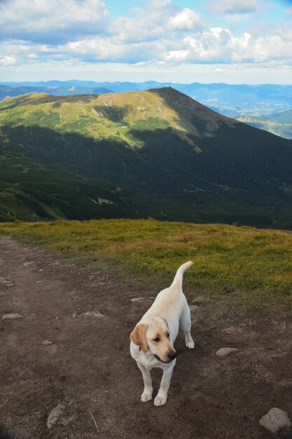 Um cachorro da raça Labrador subia ao topo da montanha, ao fundo uma montanha