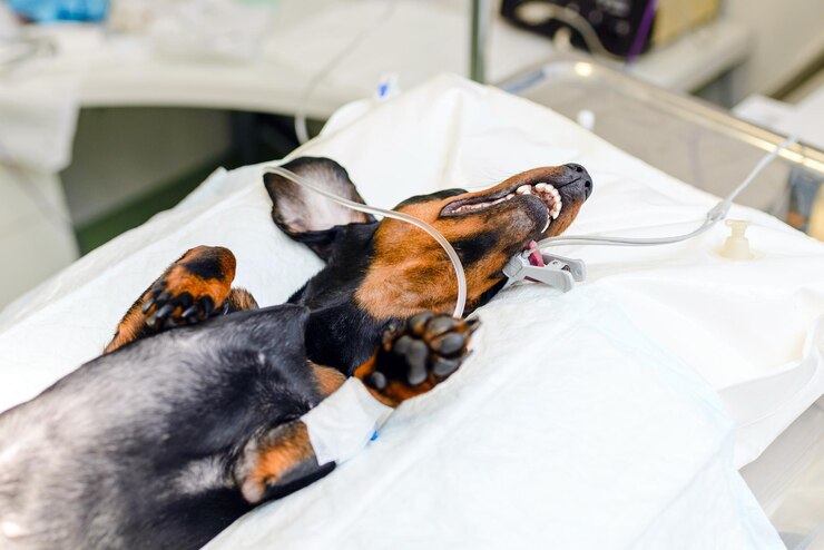 Foto um cachorro dachshund jovem está deitado na sala de cirurgia antes de uma cirurgia em um hospital veterinário