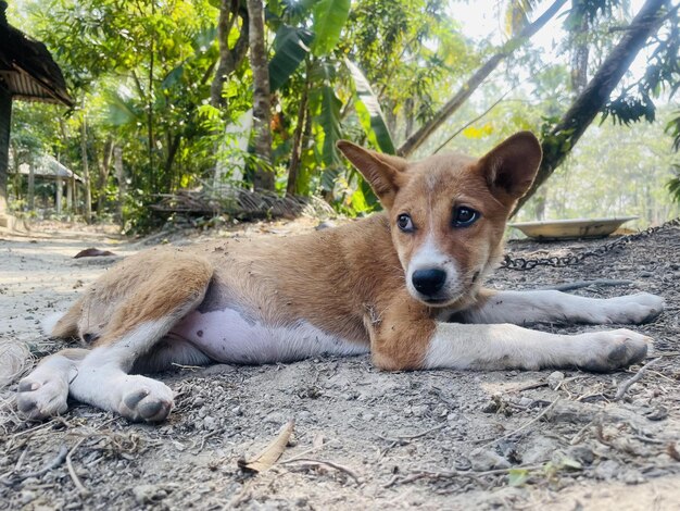 Um cachorro de olhos azuis está deitado no chão em frente a uma selva.