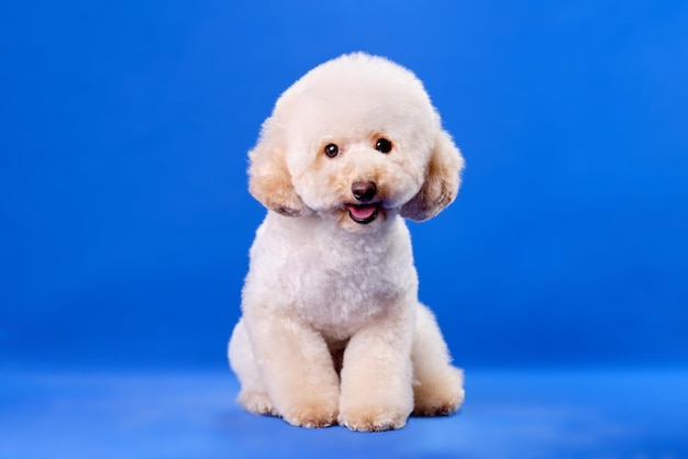 Um cachorro de poodle de cor de damasco sentado em um fundo azul chromakey