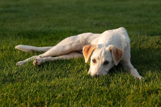 Um cachorro deitado na grama ao sol