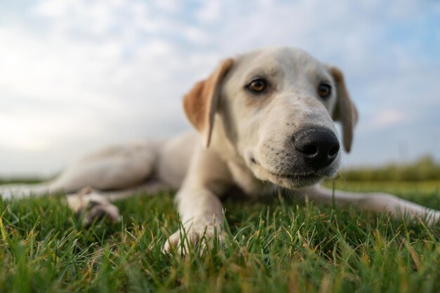 Um cachorro deitado na grama com o céu ao fundo