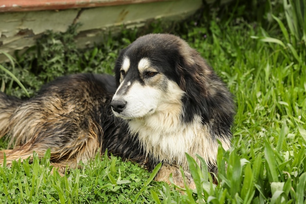 Um cachorro deitado na grama