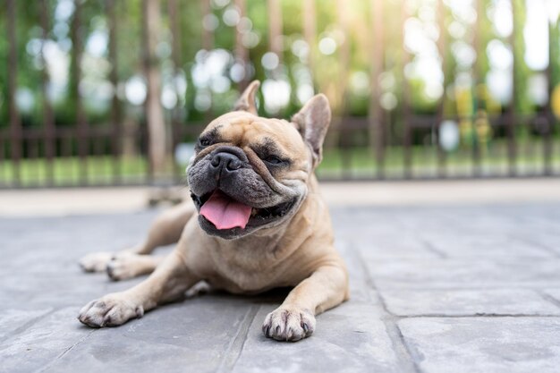 Um cachorro deitado no chão com a língua para fora