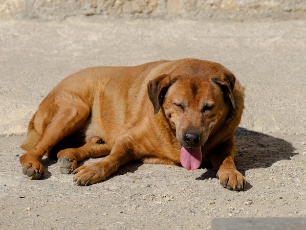 Um cachorro dormindo na rua