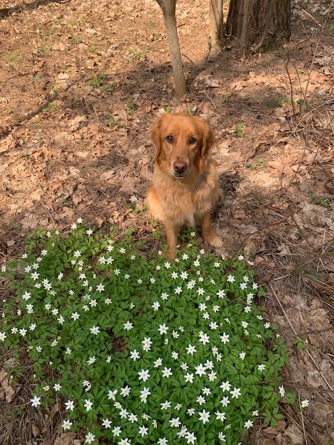 Um cachorro dourado sentado entre as lindas flores brancas da primavera