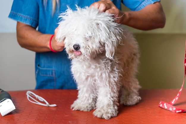 Um cachorro é preparado em um veterinário para adoção de cães