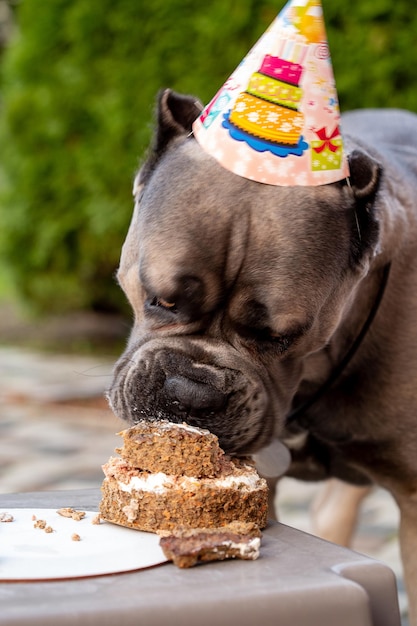 Um cachorro e seu presente de aniversário na forma de um bolo de aniversário, um cachorrinho fofo com um chapéu festivo posa em n