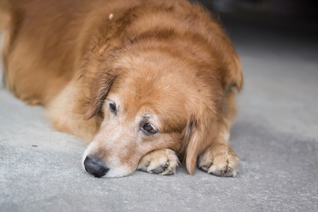 Um cachorro é solitário na casa