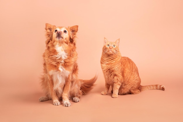 Um cachorro e um gato sentam-se juntos em um fundo rosa.
